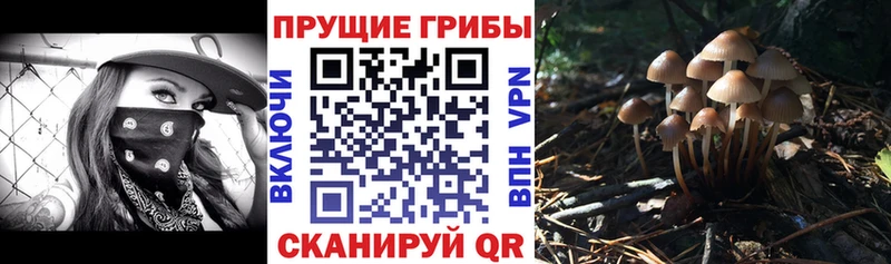 где купить наркотик Абакан Галлюциногенные грибы Cubensis